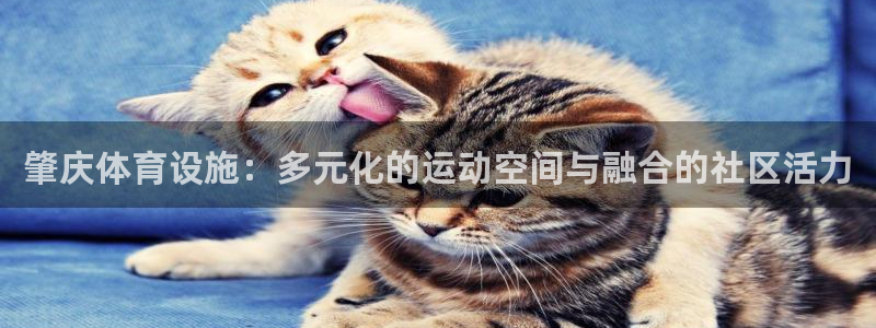 意昂体育4平台：肇庆体育设施：多元化的运动空间与融合