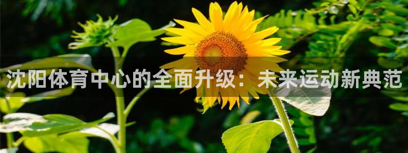 意昂体育4：沈阳体育中心的全面升级：未来运动新典范