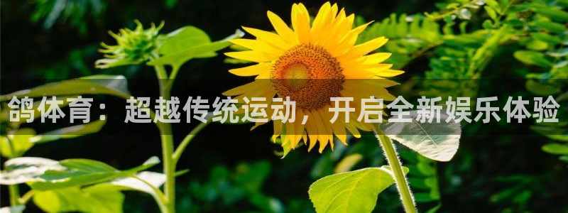 意昂体育4平台APP：鸽体育：超越传统运动，开启全新